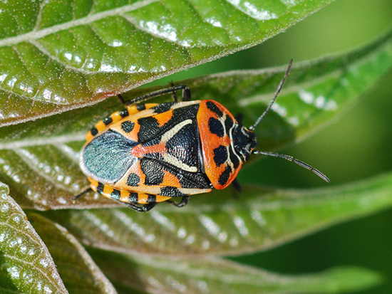 Pentatomidae: Eurydema ventralis dell''Emilia (MO)